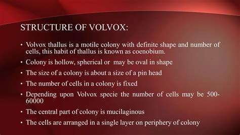 Chlorophyta: (Green Algae) The Phylum of Kingdom Protista. | PPT