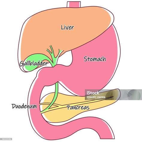 Illustration Of The Liver Stomach Duodenum Gallbladder And Pancreas ...