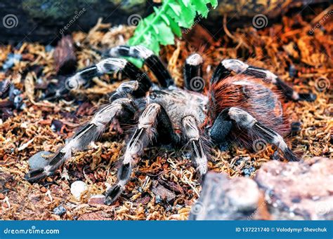 White Striped Bird Eater Tarantula Stock Photo - Image of peru ...