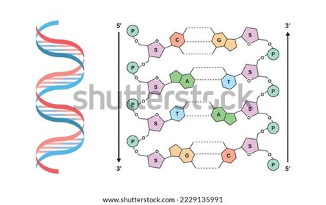 DNA Modell 的图像结果