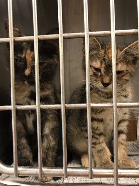 Adoptable Cats | Pineville Animal Shelter