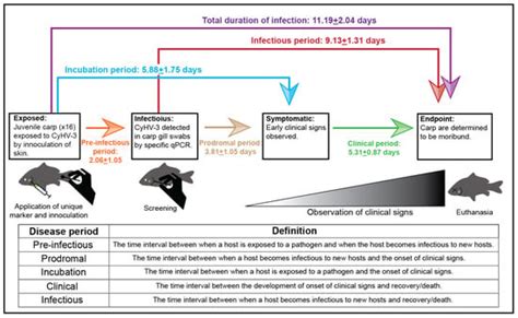Investigation of Cyprinid Herpesvirus 3 (CyHV-3) Disease Periods and ...