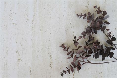 How to Dry or Preserve Eucalyptus for Decor