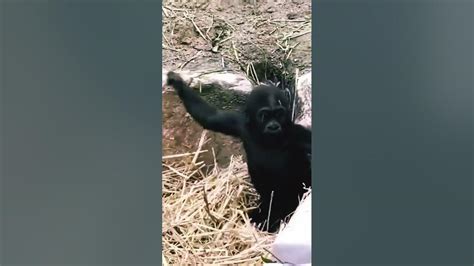 Image result for pusing