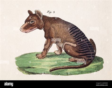 Tasmanian wolf (Thylacinus cynocephalus), 19th-century illustration. Also called the thylacine ...