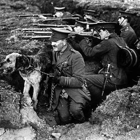 Animals That Helped During Ww1
