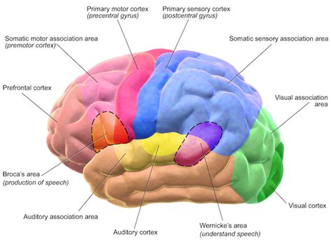 Image result for Brain Exploding Vector