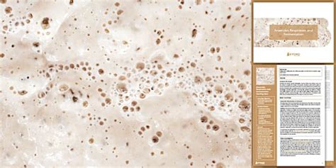 Anaerobic Respiration and Fermentation Lesson Pack | Beyond