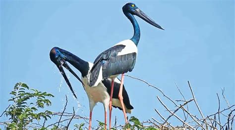 About Black-Necked Stork| UPSC Current Affairs | IAS GYAN