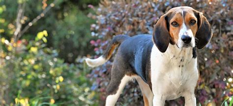At What Age Is A Treeing Walker Coonhound Full Grown