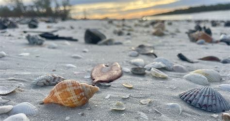 Beach Sea Shells 的图像结果