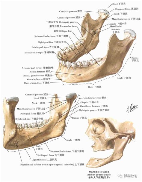 Image result for Vertebrae Alignment