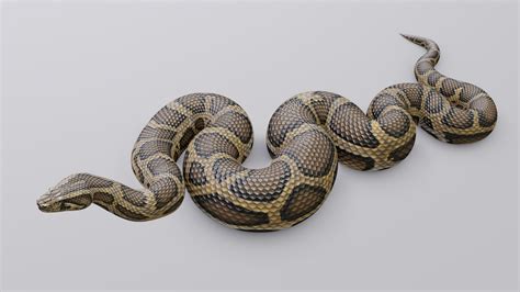 Image result for Burmese Python Animation
