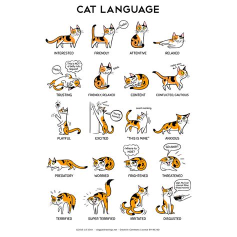 Image result for Cat Language