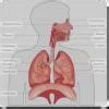 biology class 6 selina chapter 5 human respiratory system photos ...