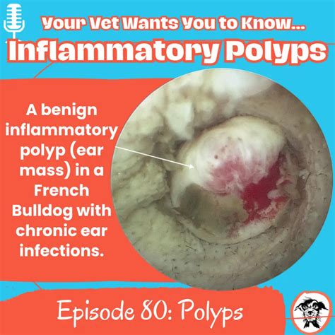 The Complete Guide to Inflammatory Polyps in Pets: Diagnosis and Treatment