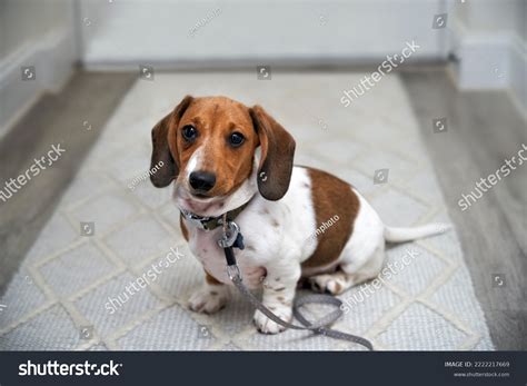 2,098 Leash For Dog On Floor Images, Stock Photos & Vectors | Shutterstock