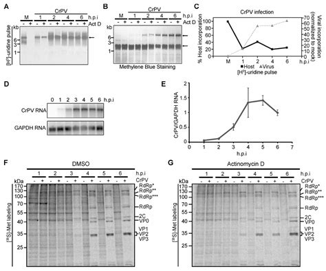 Temporal Regulation of Distinct Internal Ribosome Entry Sites of the ...