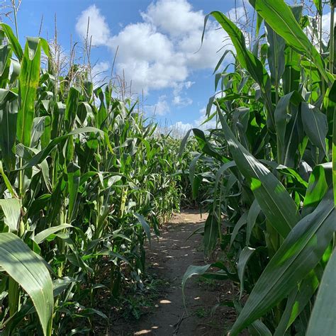 The Purbeck Big Apple Maize Maze (Corfe Castle) - All You Need to Know ...