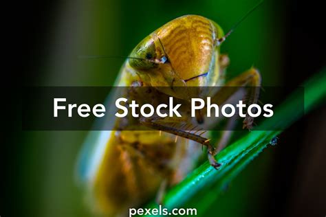 Image result for Leaf Modification Animation