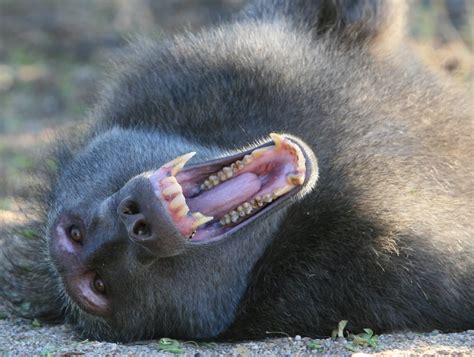Image result for Why Baboons Attack Humans