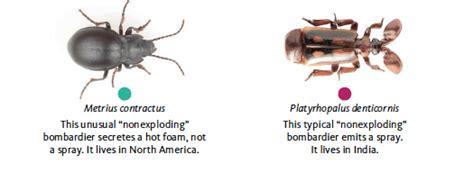 Image result for Exploding Bug