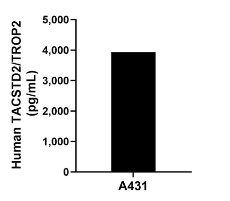 TACSTD2 antibody (86155-2-PBS) | Proteintech