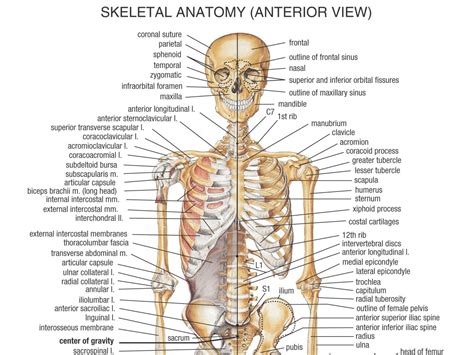 Body Anatomy That Starts With N