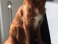 68 ideas de Animales | mascotas bonitas, cachorros adorables, perros ...