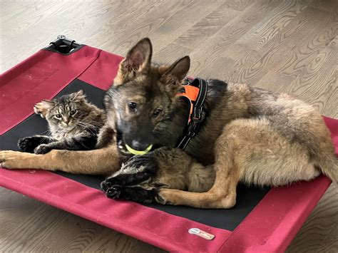 Yuki says Hi! Got him 3 weeks ago, he's now just 2 days short of 11 ...