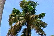 ICAR-Central Plantation Crops Research Institute