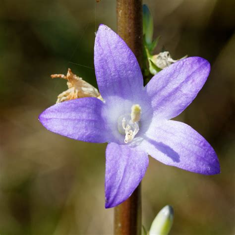 Campanula pyramidalis - PictureThis