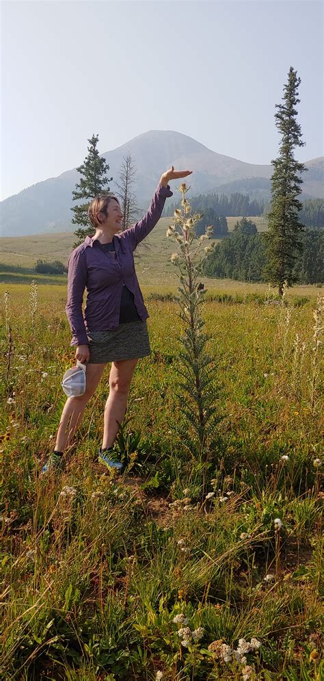 Species New to Science: [Botany • 2023] ﻿Cirsium tukuhnikivatzicum (Asteraceae) • A New Species ...