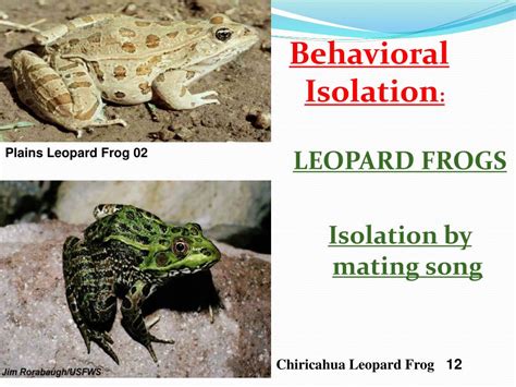 Image result for Evolution Process