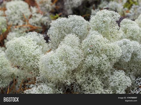 Arctic Moss Tundra