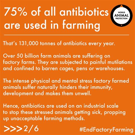 Superbugs are emerging on farms from antibiotic overuse
