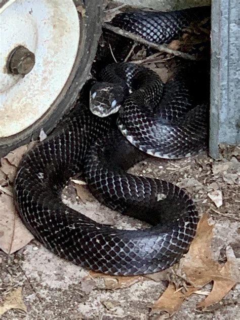 My wife calls him Lucifer : r/snakes