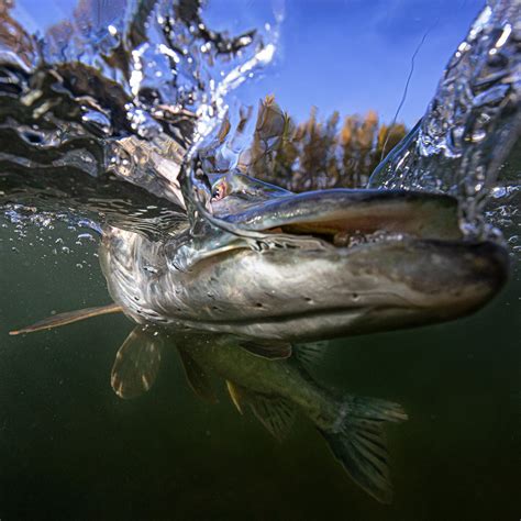 Catch Predator 的图像结果