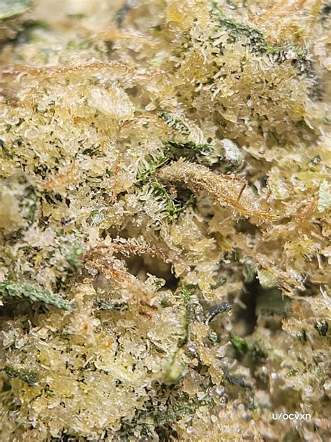 The Loud Plug - Venom OG (Poison OG x Rare Dankness #1) | 35.76%THC | 0.08%CBD | 3.06%Terps ...