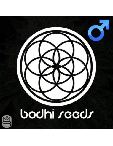 Babylon Buster (Bodhi Seeds) Regular Cannabis Seeds