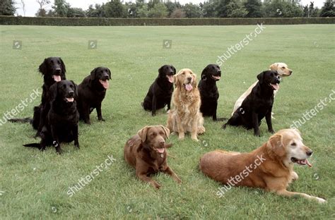 Image result for Working Cockapoo Gun Dog