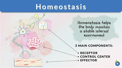 Three Daily Activities That Impact Homeostasis Explained