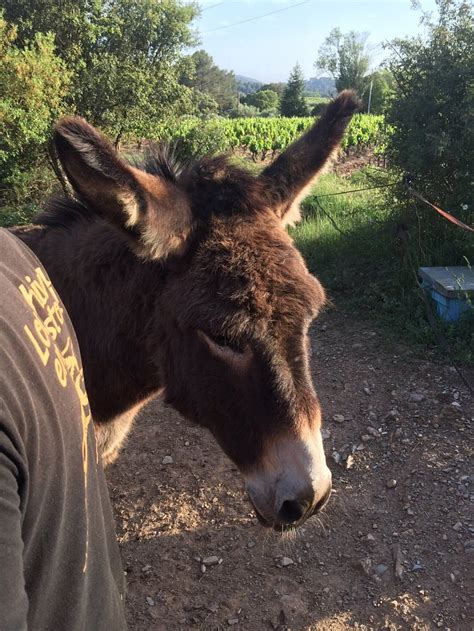 LES ANES DE PETIT JEAN (Pierrefeu-du-Var) - Guesthouse Reviews, Photos ...