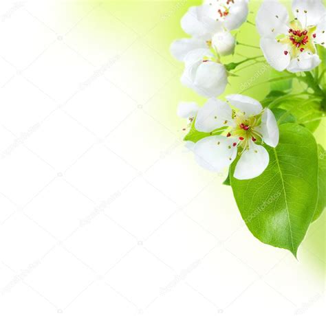 Image result for Spring Border