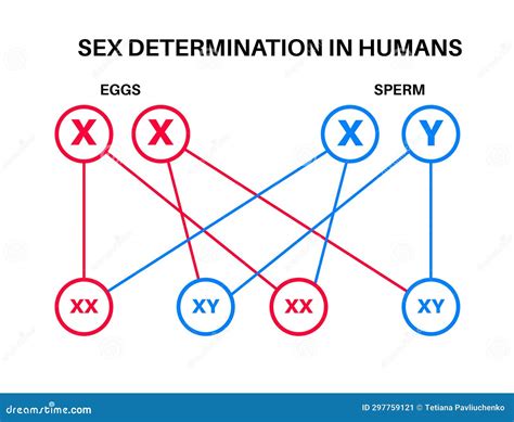 Sex Determination in Humans Stock Vector - Illustration of reproduction, recombination: 297759121