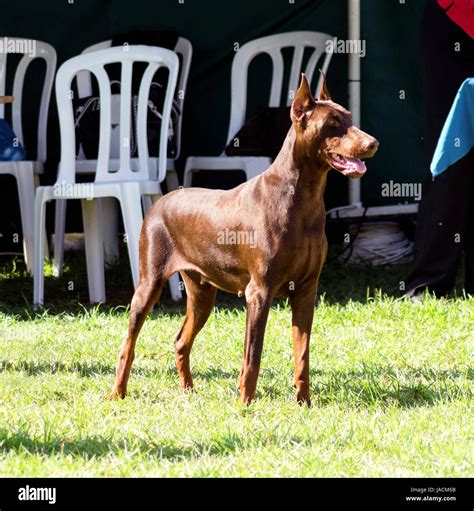 Brown Doberman Shepherd Mix