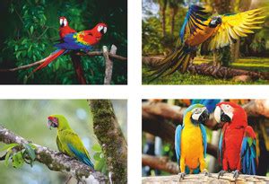 Parrot Bird Combo Poster Set of 4 Posters Paper Print - Animals ...