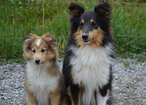 Shetland Sheepdog Vs Collie: Understanding Your Furry Friends