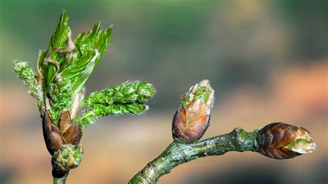 Image result for Climate Change Spring Temperature