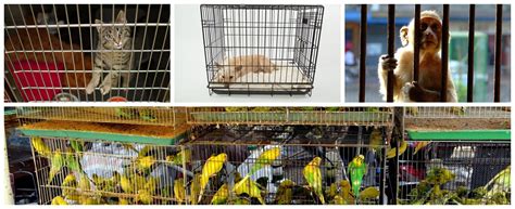 Explanation of the lesson "I Want Something in a Cage" — lesson ...